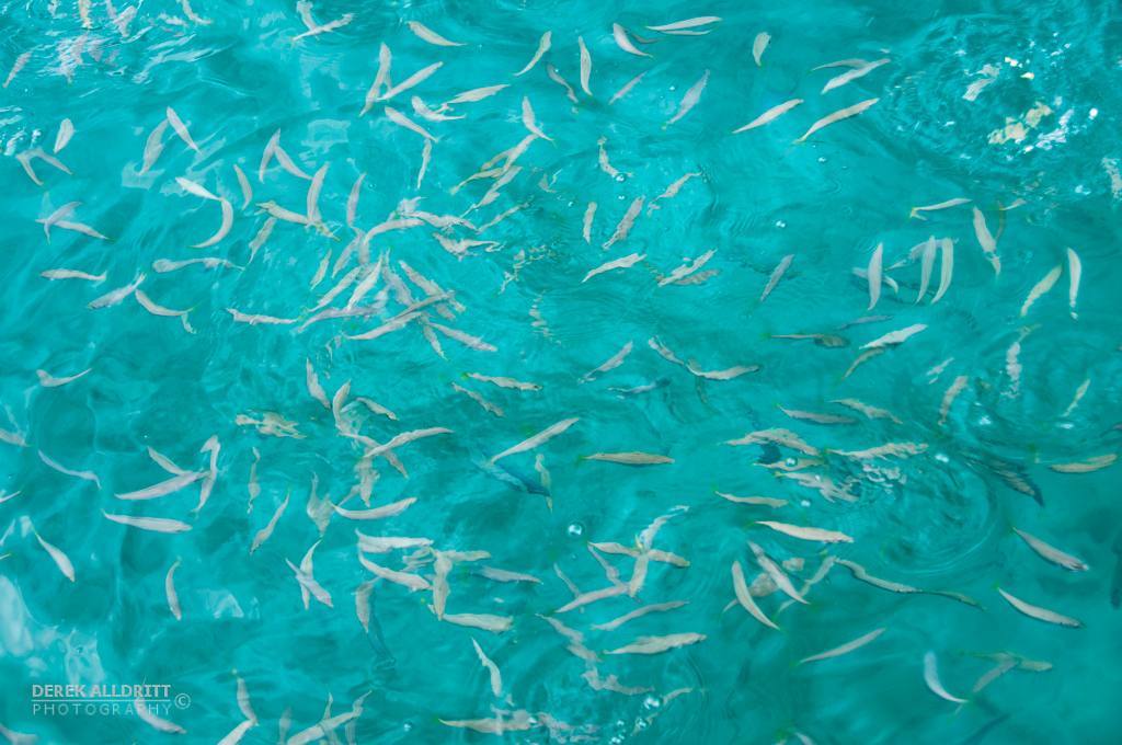 We had a little frenzy around the boat this weekend at one anchorage. These little guys were amazingly curious