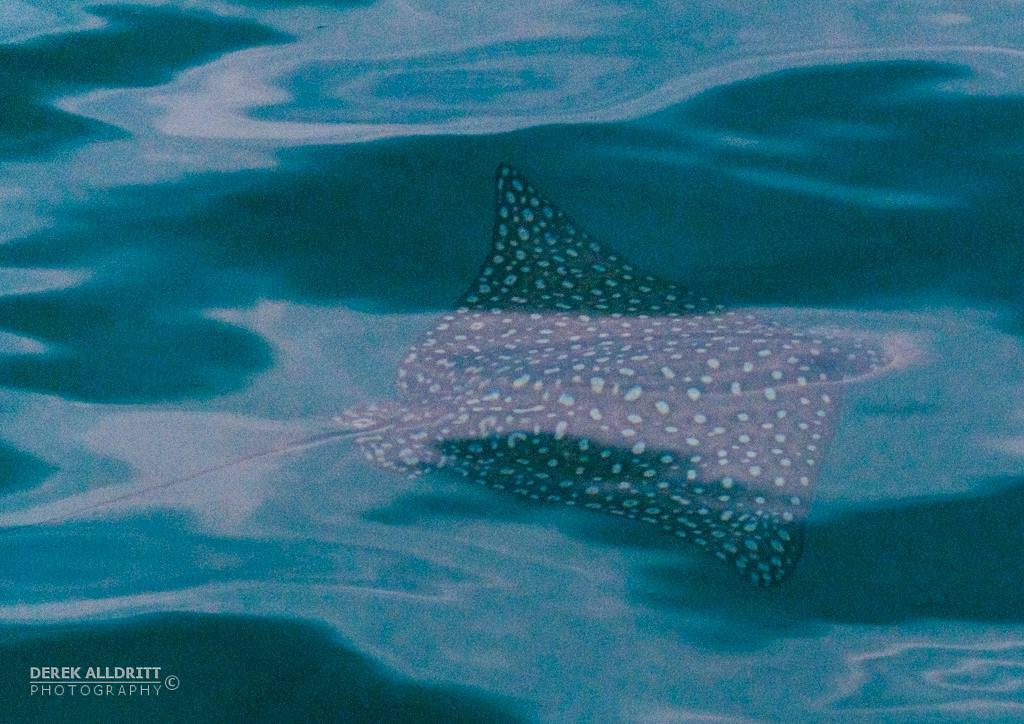 This spotted eagle ray just calmly swam by the boat last evening. Another absolutely amazing experience in